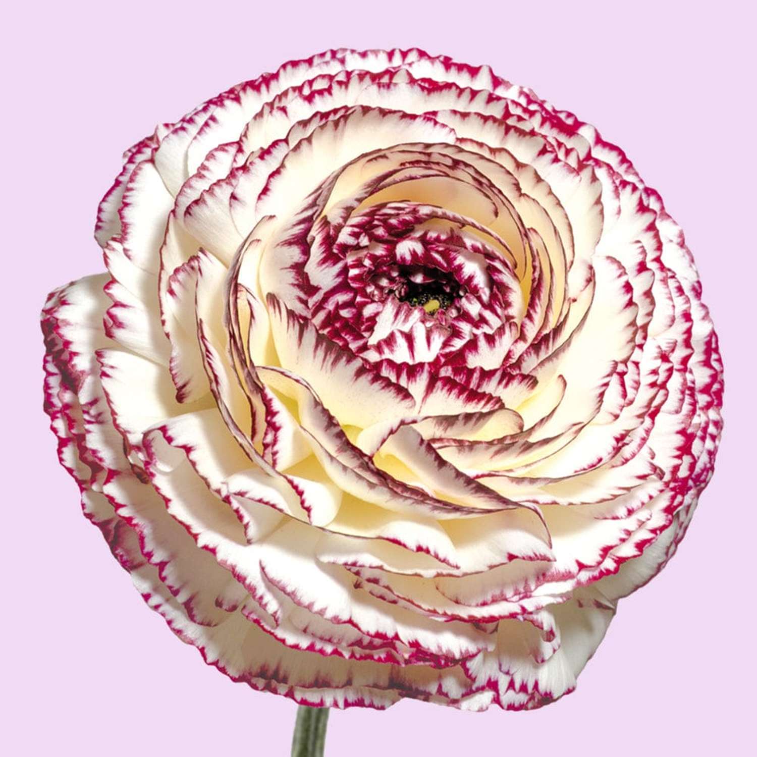 Ranunkel 'Elegance Bianco Striato White/Burgundy'